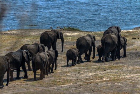 Elefanten auf dem Weg zum Chobe