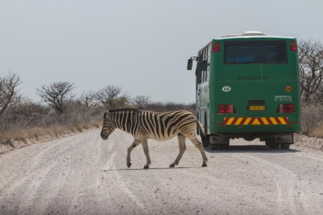 Zebra auf Piste im Etosha NP