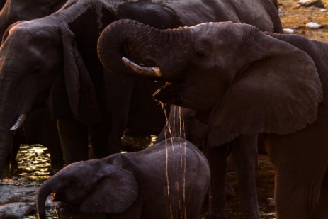 Elefanten beim Trinken am Wasserloch Halali im Etosha NP