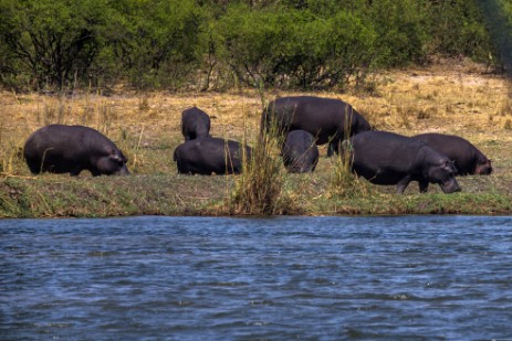 Hippos bei Mahangu Lodge