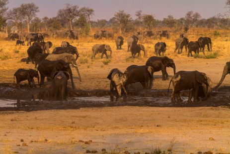 Elefanten an Wasserloch in Mudumu NP