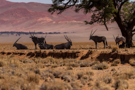Oryx-Herde im Namib-Naukluft Nationalpark