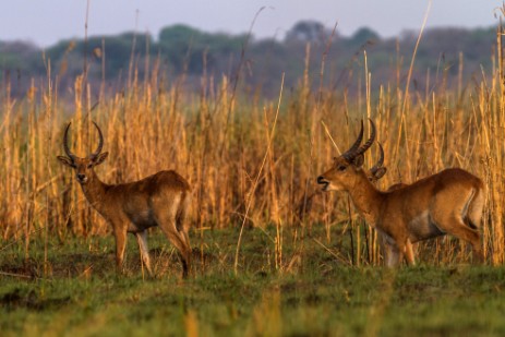 Antilopen in Mudumu NP im Caprivi