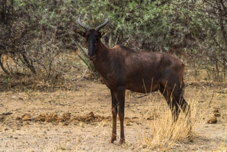 Hartebeest im Caprivi