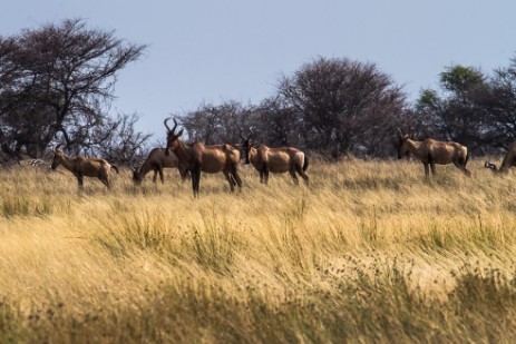 Hartebeests im Caprivi