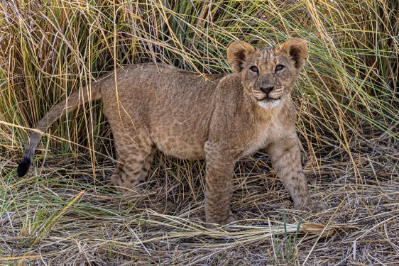 Junger Löwe im Bwawata Nationalpark, Buffalo Core Area