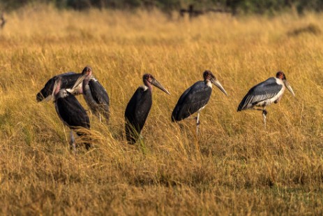 Marabus im Bwawata NP