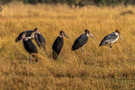 Marabus im Bwawata NP