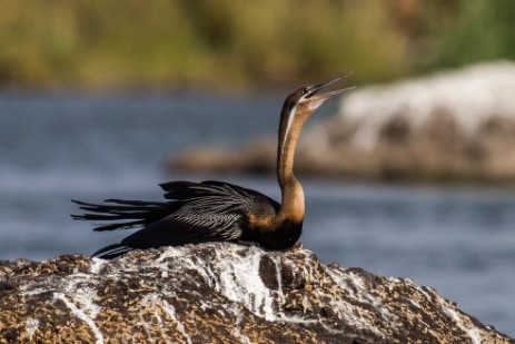 Vogel im Chobe NP