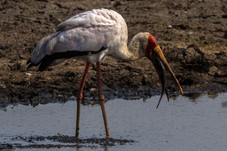 Vogel mit zu großer Beute im Chobe NP