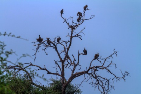 Geier im Chobe NP