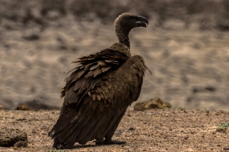 Geier im Chobe NP