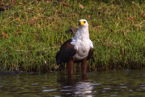 Fischadler im Chobe NP