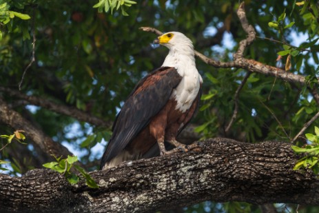 Fischadler im Chobe NP