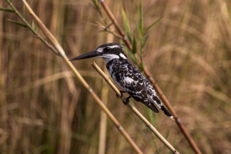 Eisvogel im Chobe NP