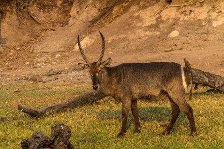 Wasserbock im Chobe NP