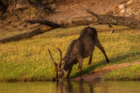 Wasserbock trinkt am Chobe