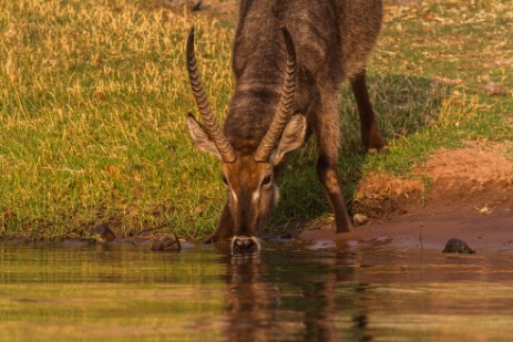 Wasserbock trinkt am Chobe