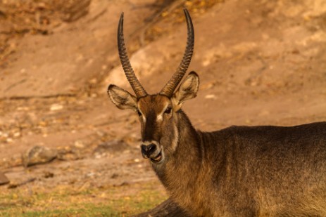 Wasserbock am Chobe