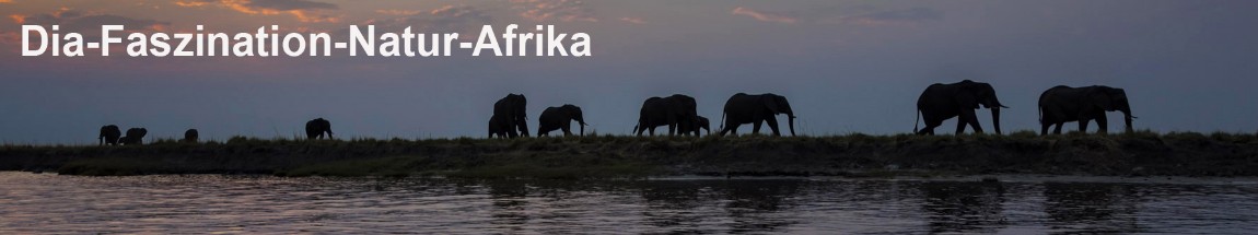 Chobe Nationalpark - Elefanten bei Sonnenuntergang