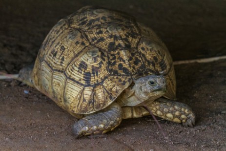 Schildkröte im Etosha NP