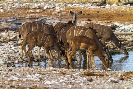 Kudus am Wasserloch