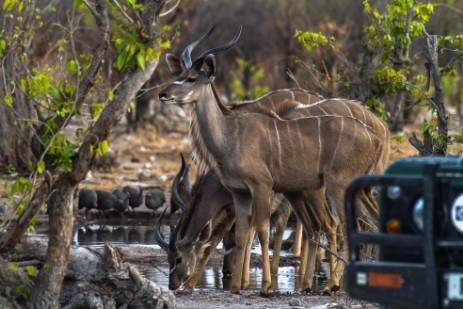 Kudus hinter Fahrzeug im Etosha NP