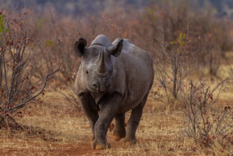 Rhino kommt ans Auto im Etosha Nationalpark