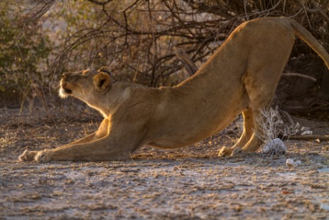 Löwe dehnt sich im Etosha NP