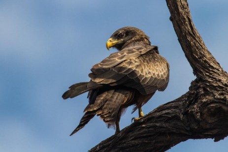 Falke im Mudumu NP