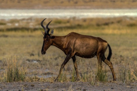 Hartebeest im Etosha NP