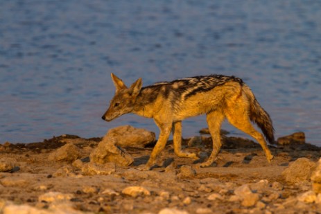 Schakal im Etosha NP