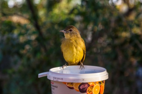 Vogel bei Frühstück