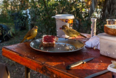 Vogel bei Frühstück