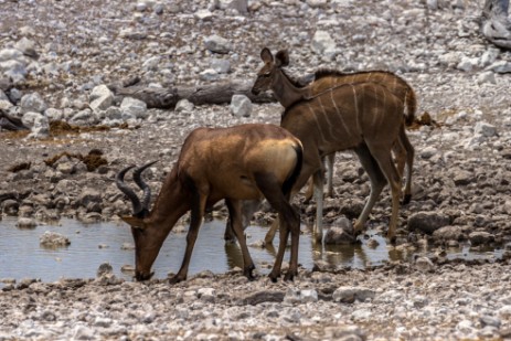 Hartebeest und Kudus an Wasserloch