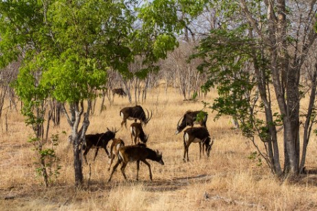 Sable-Herde  im Bwawata NP