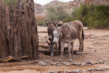 Esel vor Dusche im Aaabdi Mountain Camp 