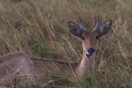 Antilopen im Mahango NP Caprivi