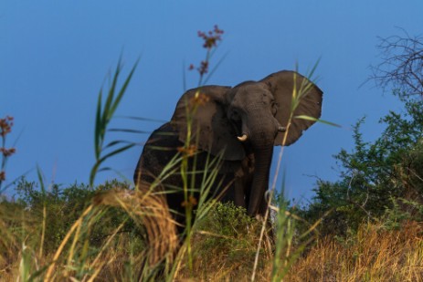 Elefant bei Bootstour mit Dan auf Kwando