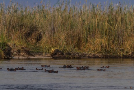 Hippos bei Bootstour mit Dan auf Kwando