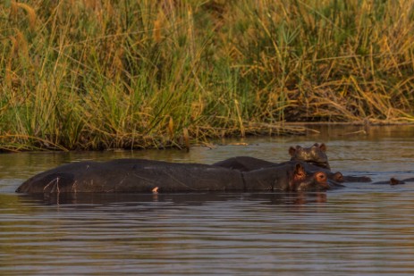 Hippos bei Bootstour mit Dan auf Kwando