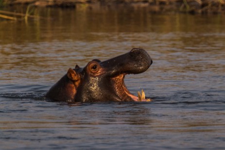 Hippo bei Bootstour mit Dan auf Kwando