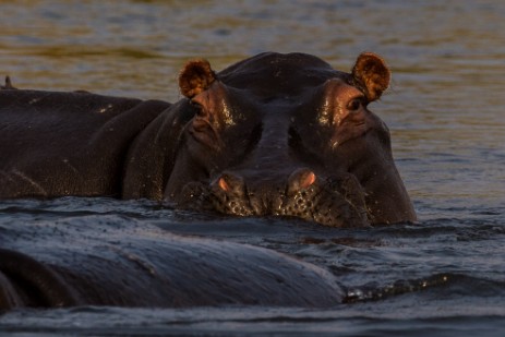 Hippos bei Bootstour mit Dan auf Kwando