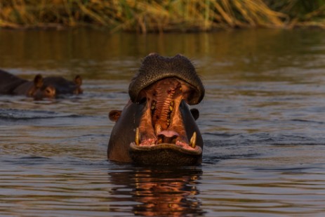 Hippo mit aufgerissenem Maul bei Bootstour mit Dan auf Kwando