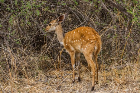 Antilopen im Mahango NP Caprivi