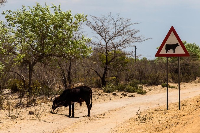 Caprivi - Mahango NP - Kuh auf Piste