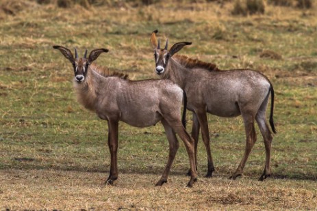 Sables im Mahango NP 