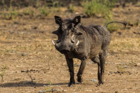 Warzenschwein im Mahango NP in Caprivi