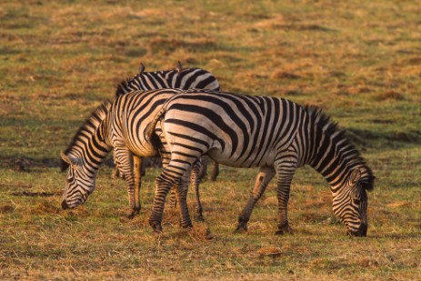 Zebras im Mahango NP 