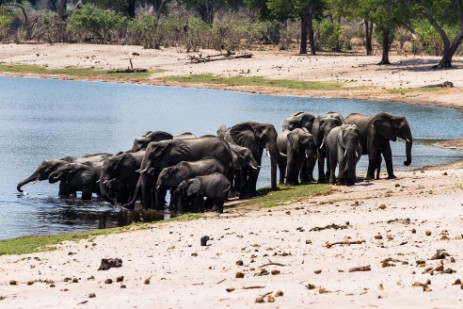 Elefanten am Horseshoe im Bwawata Nationalpark